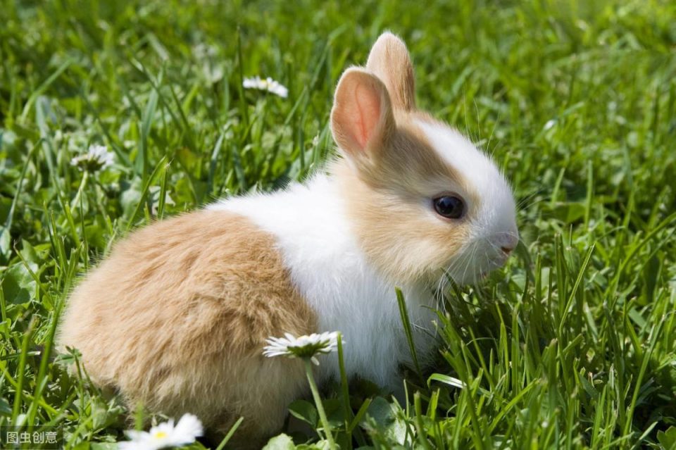 如何养宠物兔子的简单方法和技巧（吃草还是吃兔粮好记注意事项）