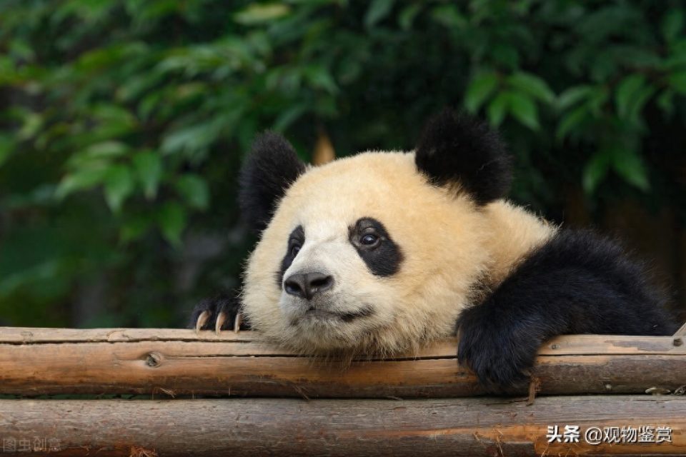 大熊猫是猫吗_为什么（特点和外形）